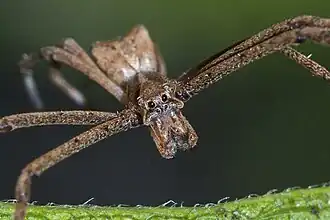 M. capensis