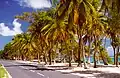 Road by the ocean near Capesterre-de-Marie-Galante