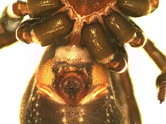female