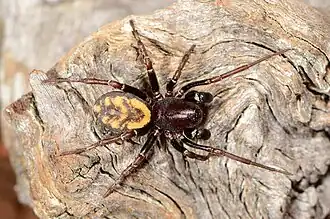female C. subtilis