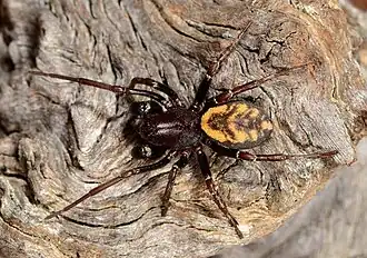 male