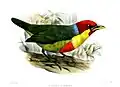 Male of E. v. steerii illustrated by Smit, 1878