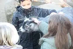 Goat being petted at Copenhagen Zoo's children's zoo