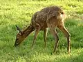 Roe deer