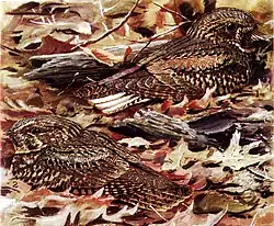 Adult male (upper right) and female (lower left)