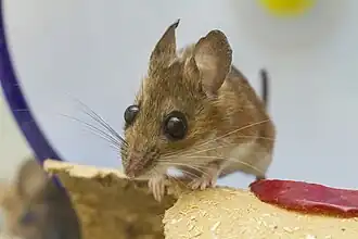 A captive female, at least 3 years and 8 months old