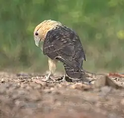 A Yellow-headed caracara