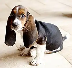 Image 46Basset Hound (from Puppy)