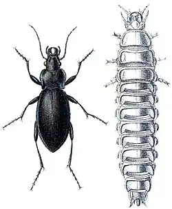 Carabus violaceus adult and larva.