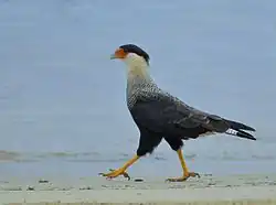 Walking along a beach, in Ilhabela, Brazil