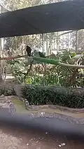 Mountain caracara