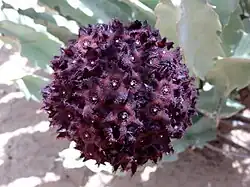 Caralluma acutangula