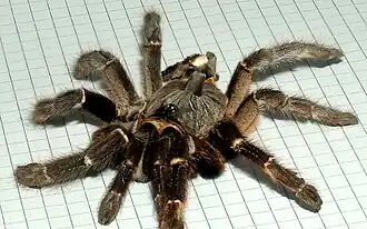 Exuvia of adult female
