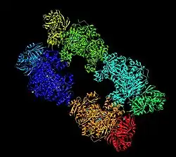 Carbamoyl phosphate synthetase