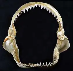 Jaws