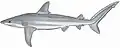Caribbean reef shark (Carcharhinus perezi)