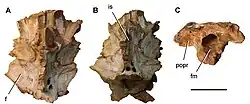 Photos of the braincase bones and endocast of the C. saharicus neotype