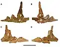 Photograph of the jugals (cheekbones) of Carcharodontosaurus saharicus in side view.