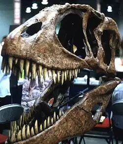 Photo of a cast of the skull of Carcharodontosaurus saharicus in front/side view facing away from the viewer.