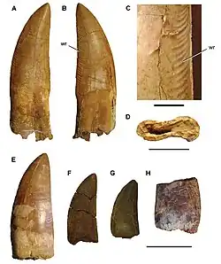 Photographs of teeth of Carcharodontosaurus from multiple angles