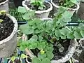 Seedling