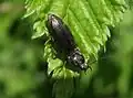 Cardiophorus asellus, The Netherlands