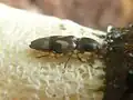 Cardiophorus histrio, South Africa