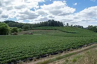 Strawberry farm in Carey Gully