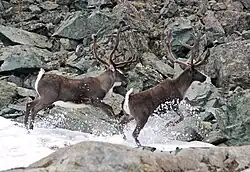 Two caribou run across a stretch of whitewater rapids towards a rocky cliff