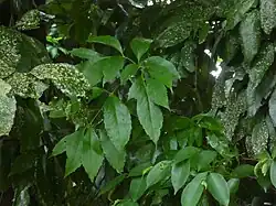 Foliage