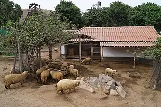 Domestic sheep