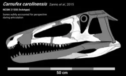 Holotype