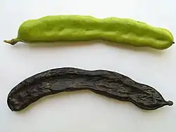 Carob pods: green (unripe) and brown (ripe)