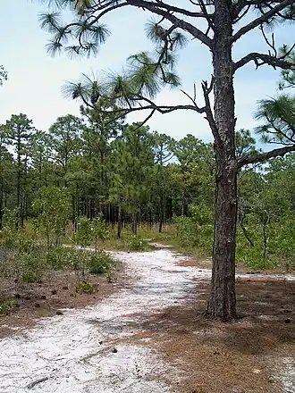 Sandy trail