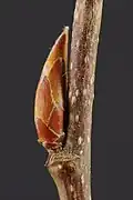 Leaf bud