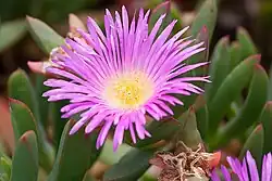 Carpobrotus aequilaterus