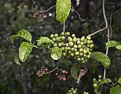 Fruits of Carpodetus serratus