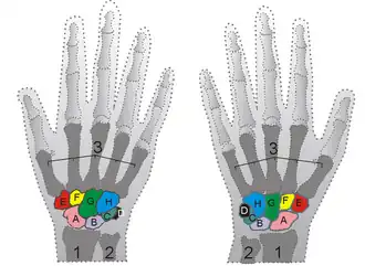 Bones of the hand, being the metacarpus labeled with number 3.