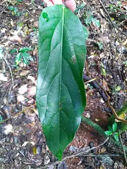 Leaf upper