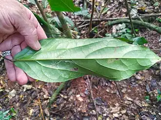 Leaf lower