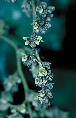 Male flowers