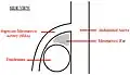 A diagram of a healthy mesenteric angle.