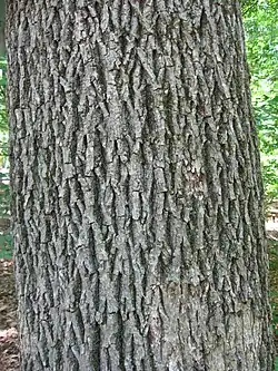 Bark