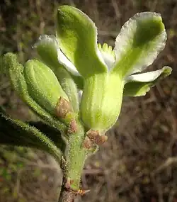 Casearia yucatanensis expanded sepals looking like petals
