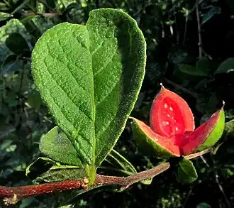 Casearia yucatanensis split-open fruit exposing seeds enmeshed in red aril
