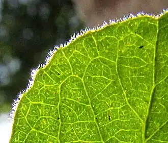 Casearia yucatanensis leaf close-up showing hairs and pellucid dots