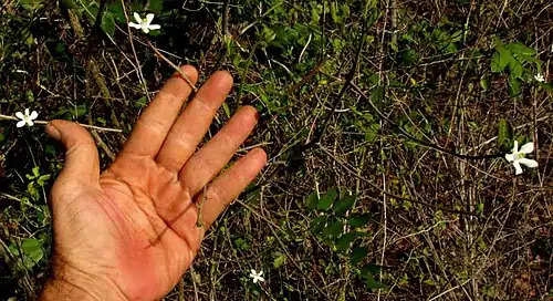 Casearia yucatanensis dispersed flowers on slender branches