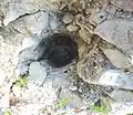 Detail of the hole in a small wall inside the enclosure.