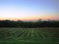 Vineyards