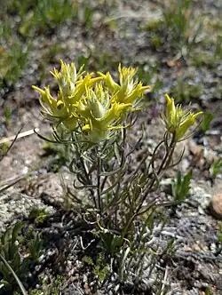 A plant with narrow leaves near the base topped by much divided yellow bracts at the ends of each of the four stems. The whole of the plant is covered in very fine hairs giving it a slightly pale cast.